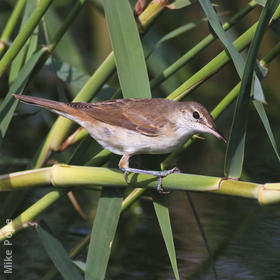 Basra Reed Warbler (Juvenile)