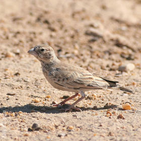 Black-crowned Sparrow-Lark (Female or immature male)