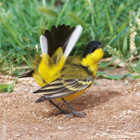 Black-headed Wagtail (Male)