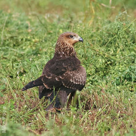 Black Kite (Juvenile)