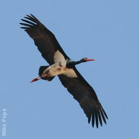 Black Stork