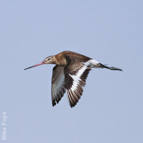 Black-tailed Godwit (Autumn)