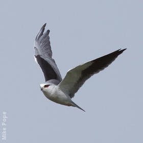 Black-winged Kite 