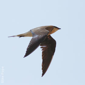 Black-winged Pratincole