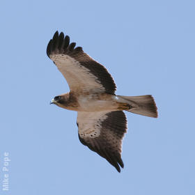 Booted Eagle (Pale morph)