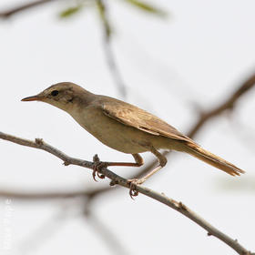 Booted Warbler