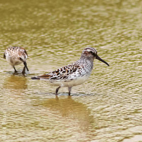 Broad-billed Sandpiper (Breeding plumage)