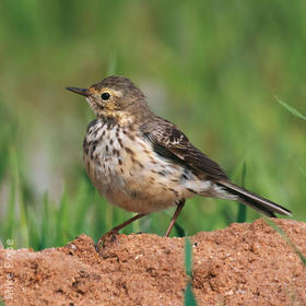 Buff-bellied Pipit (Non-breeding plumage)