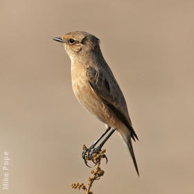 Byzantine Stonechat (female)