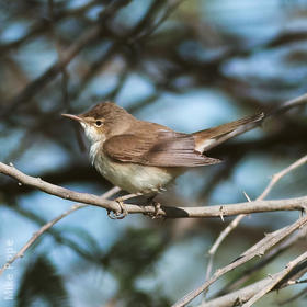 Caspian Reed Warbler 