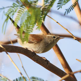 Cetti’s Warbler 