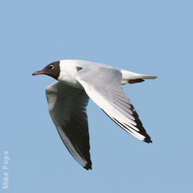 Common Black-headed Gull (Spring)