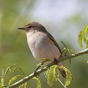 Common Chiffchaff