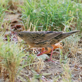 Common Grasshopper Warbler