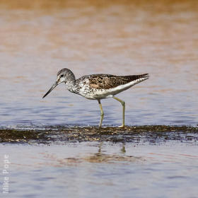 Common Greenshank (Breeding plumage)