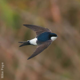 Common House Martin