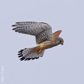 Common Kestrel (Male)