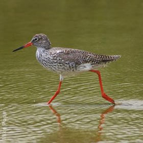 Common Redshank (Breeding plumage)