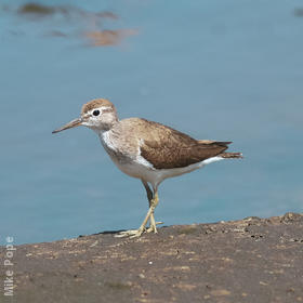 Common Sandpiper (Non - breeding)