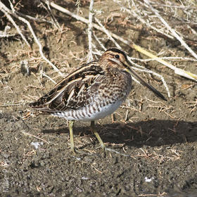 Common Snipe