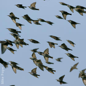 Common Starlings