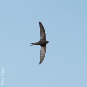 Common Swift 