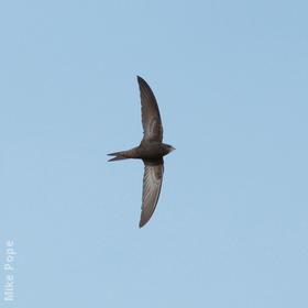 Common Swift 