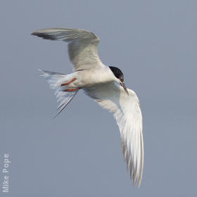 Common Tern