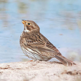 Corn Bunting 