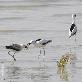 Crab-plover (Adult feeding juvenile)