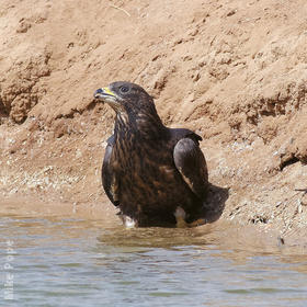 Crested Honey Buzzard (Dark morph)