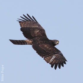 Crested Honey Buzzard