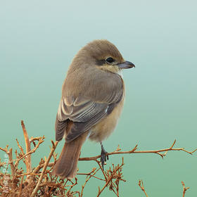 Daurian Shrike (Female winter)