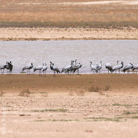 Demoiselle Crane