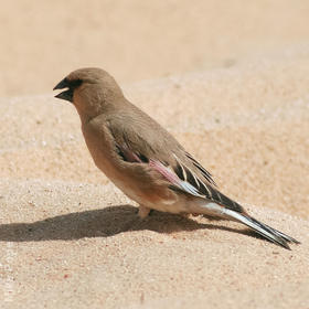 Desert Finch (Breeding plumage)