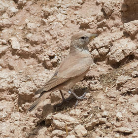 Desert Lark (Saudi Arabia)