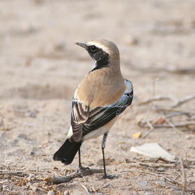 Desert Wheatear (Male)