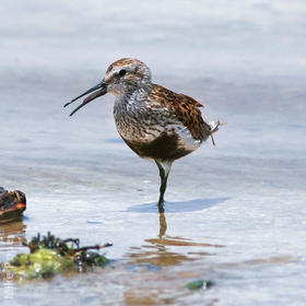 Dunlin (Breeding plumage)