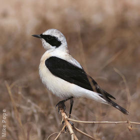 Eastern Black-eared Wheatear (Male pale-throated form)