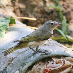 Eastern Bonelli’s Warbler