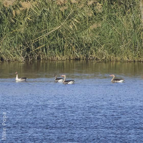 Eastern Greylag Geese 