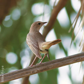 Eastern Nightingale