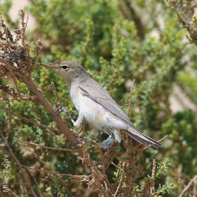 Eastern Olivaceous Warbler