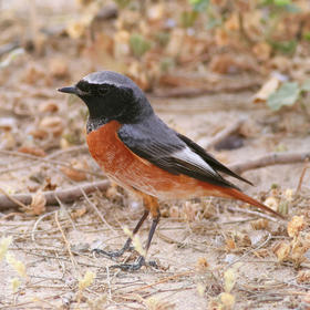 Ehrenberg’s Redstart (Phoenicurus phoenicurus samamiscus)