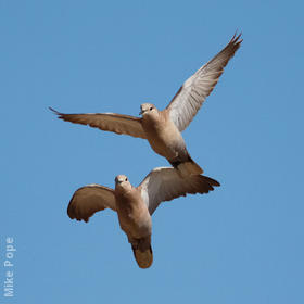 Eurasian Collared Dove 