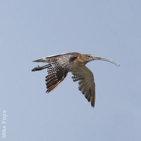 Eurasian Curlew