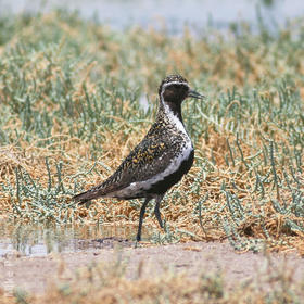 Eurasian Golden Plover (Breeding plumage)