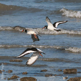 Eurasian Oystercatcher