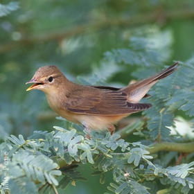 Eurasian Reed Warbler