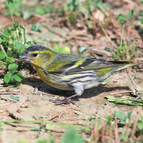 Eurasian Siskin (Non-breeding plumage)